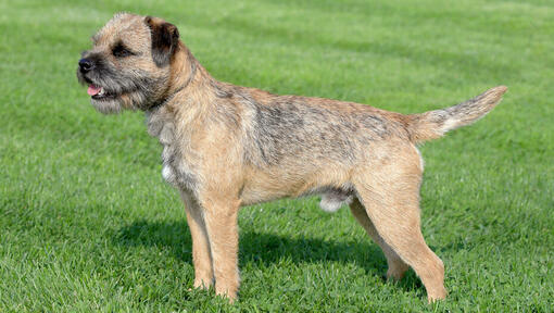 Border terrier rescue near clearance me